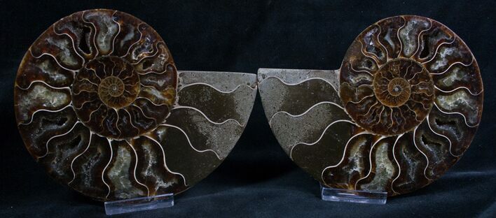 Beautiful Inch Cut and Polished Ammonite Pair #5648
